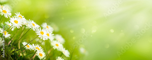 Foto idyllic isolated daisy meadow in springtime on green blurred background, sunshin