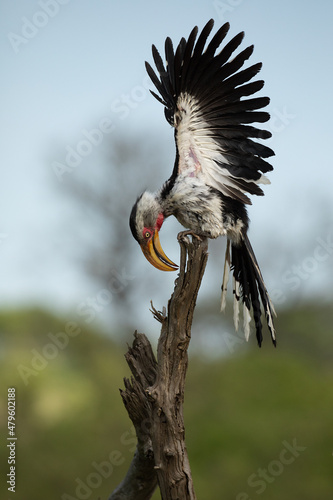 southern yellow billed hornbill on tree stump lowering head and spreading wings calling in the bushveld
