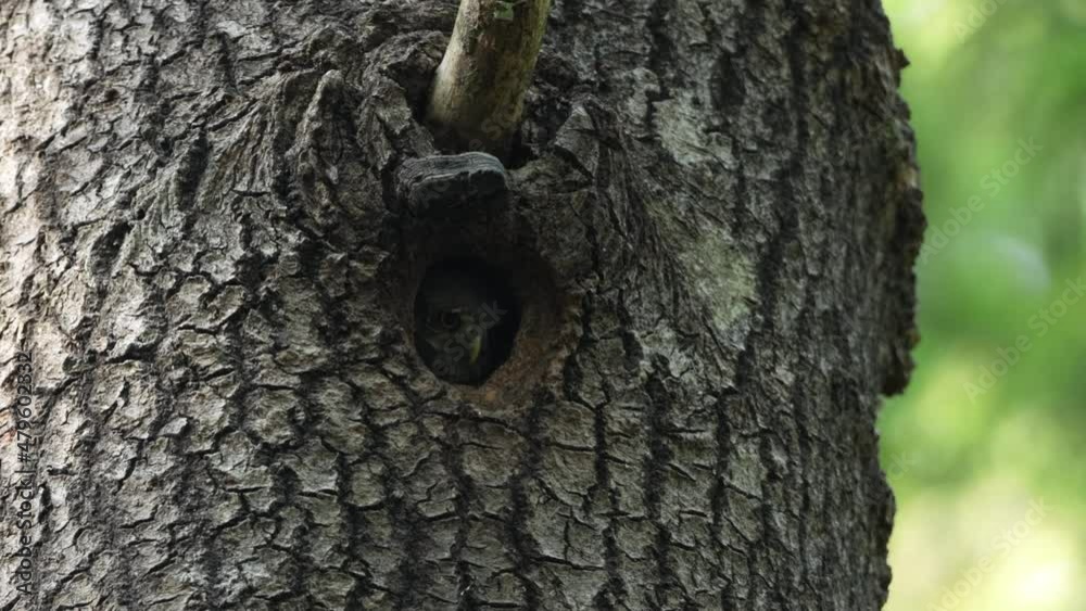 Small Pygmy owl chick calling for parents in a summery boreal forest in Estonia, Northern Europe. Small Pygmy owl chick calling for parents in a summery boreal forest in Estonia, Northern Europe.