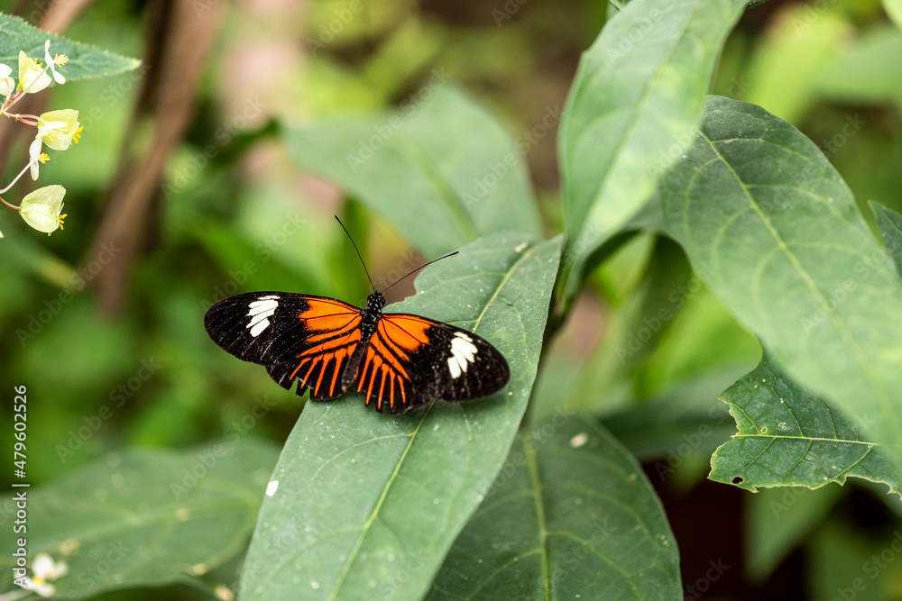 beautiful butterfly of unusual bright color on flowers in vivo beautiful butterfly of unusual bright color on flowers in vivo