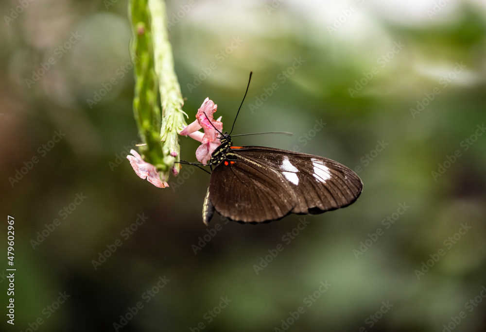 beautiful butterfly of unusual bright color on flowers in vivo beautiful butterfly of unusual bright color on flowers in vivo