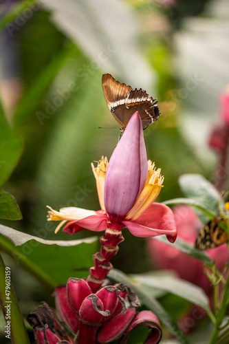 beautiful butterfly of unusual bright color on flowers in vivo