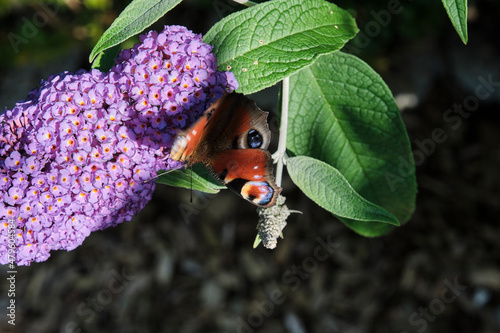 Aglais io, European peacock butterfly, on summer lilac photo