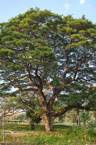 Photography Beautiful rain tree in a public park in Thailand .
