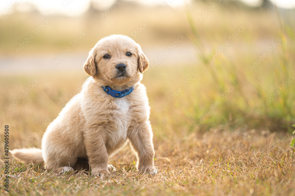 Cute purebred golden Labrador retriever brown puppy dog standing outdoor in the yellow grass field. lovely pet, adorable doggy with copy space