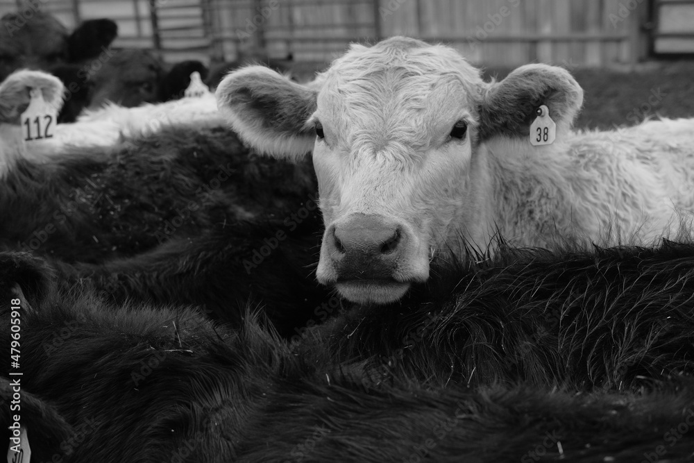 Black angus cattle with Charolais beef cow with herd on farm for agriculture. Stock Photo