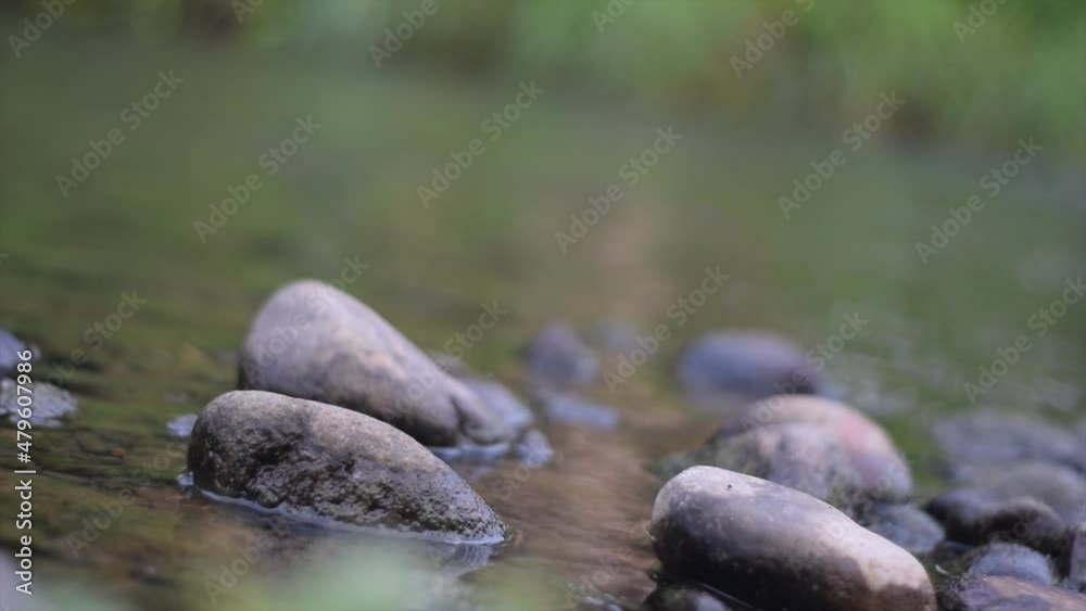 wild boar in the swamp