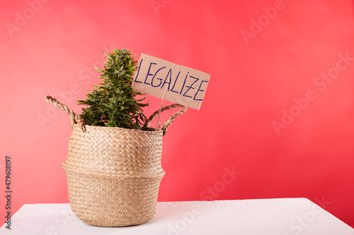 A marijuana plant with a Legalize sign with a red background photo