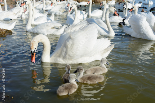 Mute swan protects baby swans from other swans