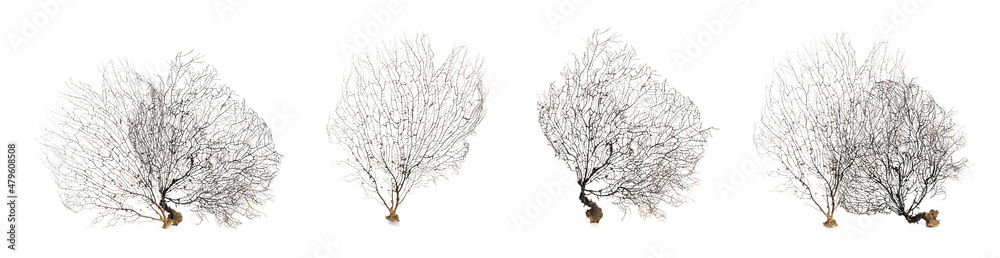 Fototapeta premium Set with beautiful corals on white background. Banner design