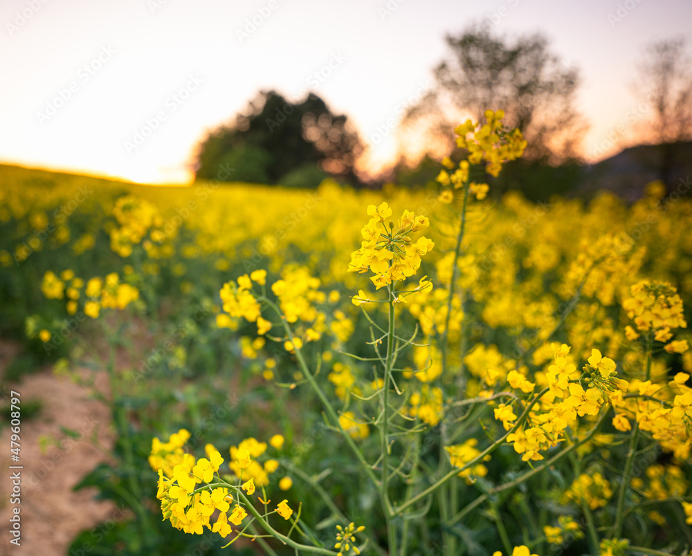 Fototapeta premium Field of rapeseed in spring