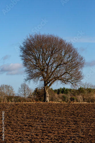 A ploughed field and a bare tree in winter