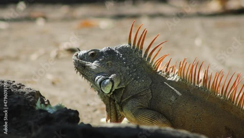 Iguana macho comiendo, iguana macho bajo el sol  photo