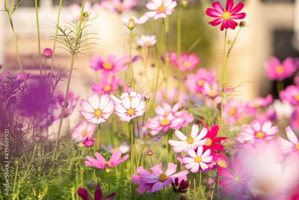 Cosmos flowers in the garden with sunlight. Vintage tone