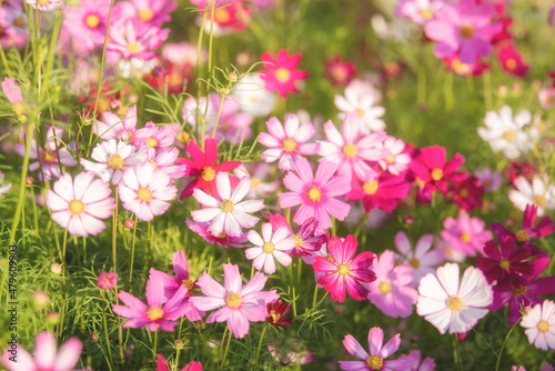 Cosmos flowers in the garden with sunlight. Vintage tone