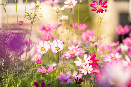 Cosmos flowers in the garden with sunlight. Vintage tone