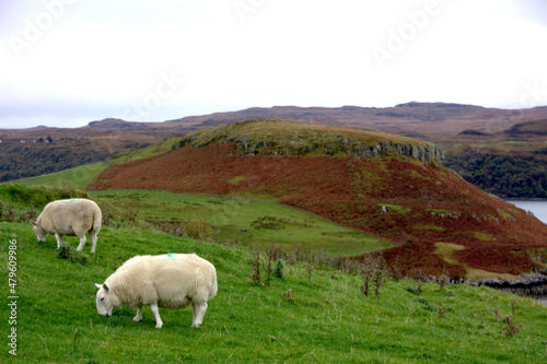 Scotish landscape, green grass, sheep