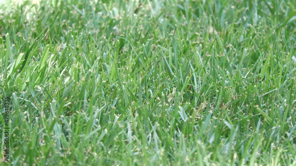 Green grass, close up steady shot, slight breeze Green grass, close up steady shot, slight breeze