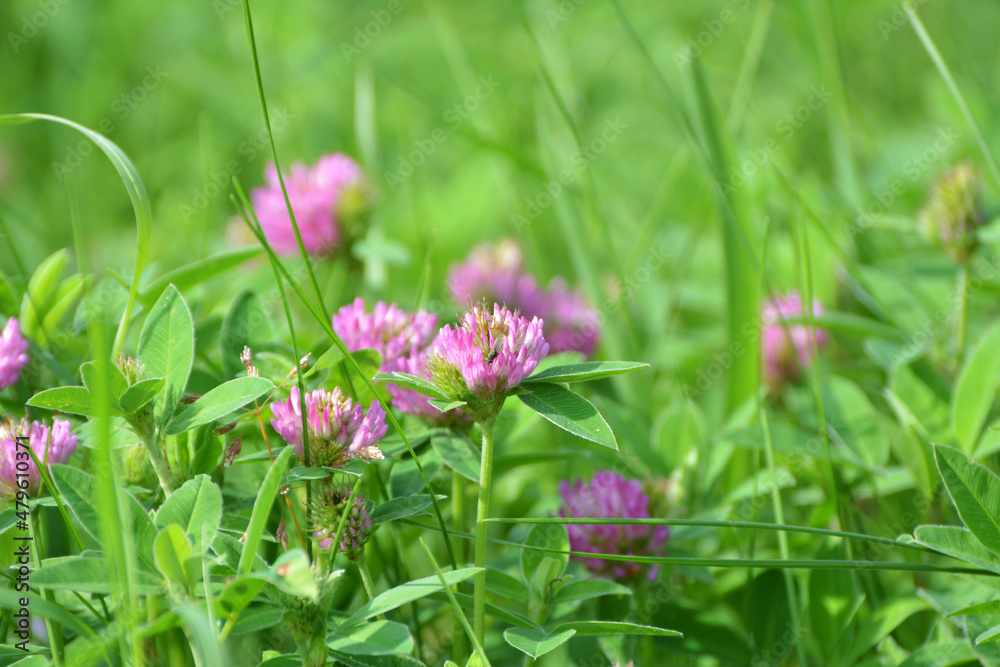 Clover (Trifolium medium) blooms in a meadow among grasses Clover (Trifolium medium) blooms in a meadow among grasses