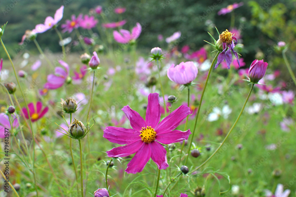 Decorative Cosmos flowers bloom in nature Decorative Cosmos flowers bloom in nature