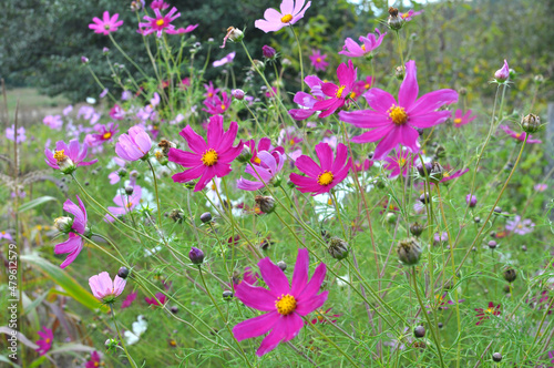 Decorative Cosmos flowers bloom in nature
