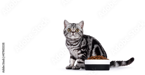 Fotografie Cute little black silver blotched tabby cat, sitting behind ceramic feeding bowl filled with dry cat food