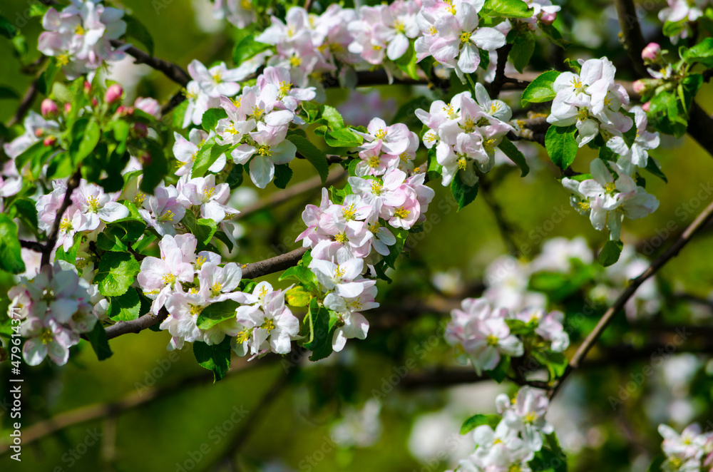 flowering branches of an apple tree on a background of trees flowering branches of an apple tree on a background of trees