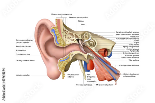 Human ear structural diagram. Vector illustration