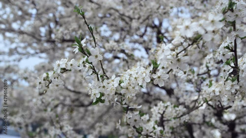 Branches of cherry trees in low view. White flowers swaying of cold wind. Branches of cherry trees in low view. White flowers swaying of cold wind.