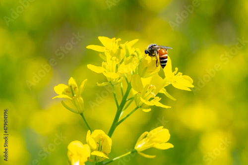 Bee insect on flower in nature of morning