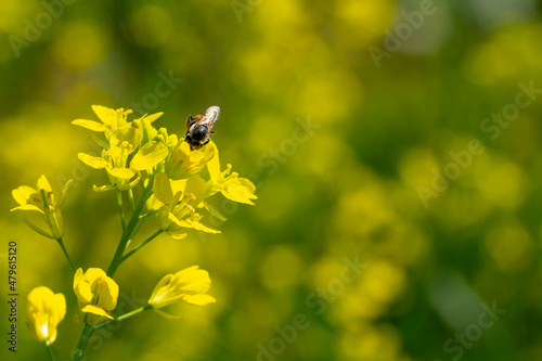 Bee insect on flower in nature background © Ritthichai