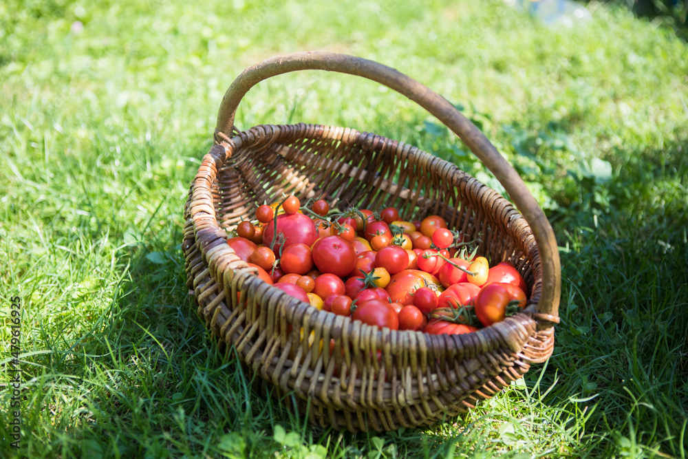 Basket  cherry tomatoes outdoors in garden, sustainable lifestyle concept.