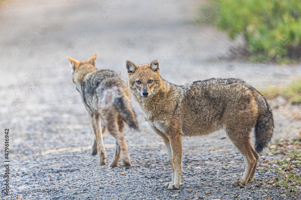 Obraz premium A pair of Jackal with skin disease