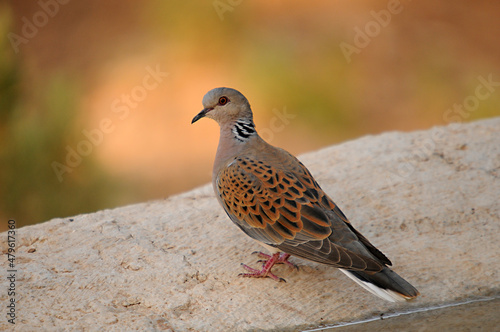 The European turtle dove is a species of columbiform bird in the Columbidae family. photo