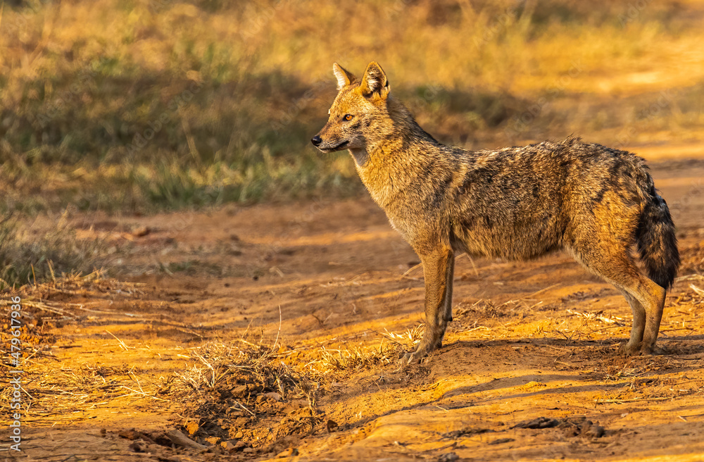 A jackal in a golden light A jackal in a golden light