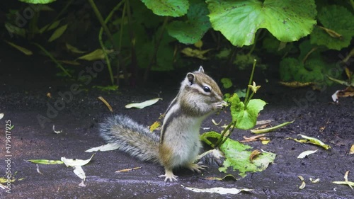 Siberian Chipmunk (Eutamias sibiricus) cleans and eats a nut, granivore. Krasnoyarsk Territory photo
