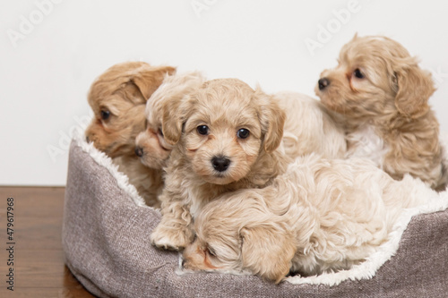 beautiful and cute puppies playing in a dog crib. Maltipu Puppies photo