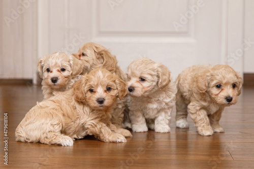 beautiful and cute puppies are playing on the floor in the room. Maltipu puppies.