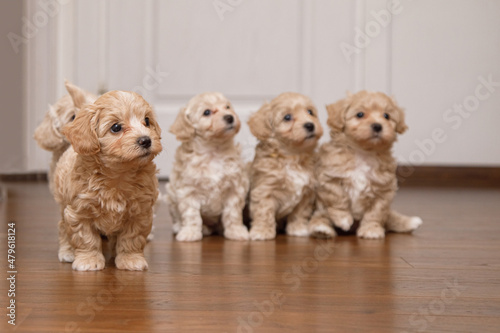 Obraz na plátne beautiful and cute puppies are playing on the floor in the room
