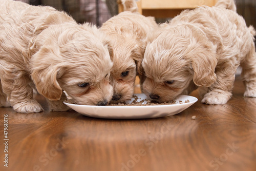 Fotografía beautiful and cute puppies eat from a bowl . Maltipu puppies.