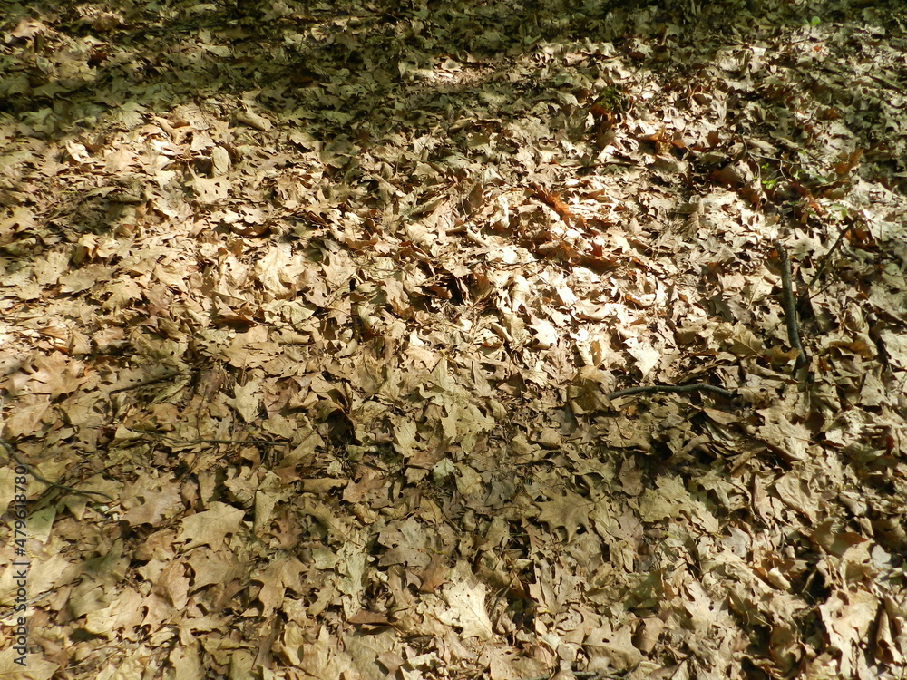 Undergrowth. Shrubs, leaves and grass in the park, garden. Good texture, background, Undergrowth. Shrubs, leaves and grass in the park, garden. Good texture, background,