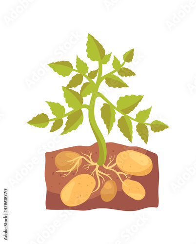 Potato tubers in ground concept. Colorful sticker with ripening vegetables in soil and green plant. Agriculture or farming. Harvesting. Cartoon flat vector illustration isolated on white background