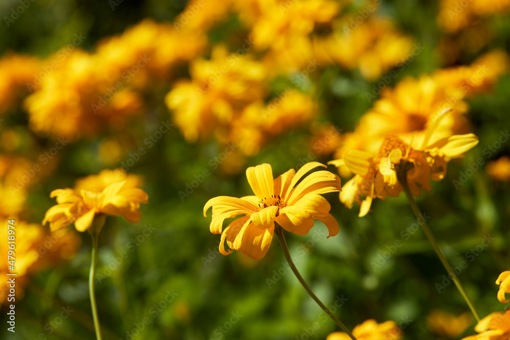 yellow flowers in the garden yellow flowers in the garden