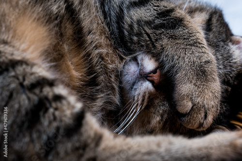 The muzzle of a sleeping cat in close-up. Cat covers face with his paw when he is sleeping. National Napping Day