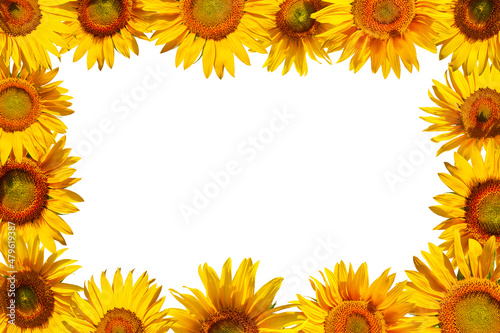 Bright yellow frame of sunflower flowers on an agricultural theme. Cheerful frame of sunflower flowers isolated on white background.