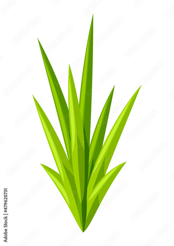 Obraz premium Green grass illustration. Natural image of plant for design.