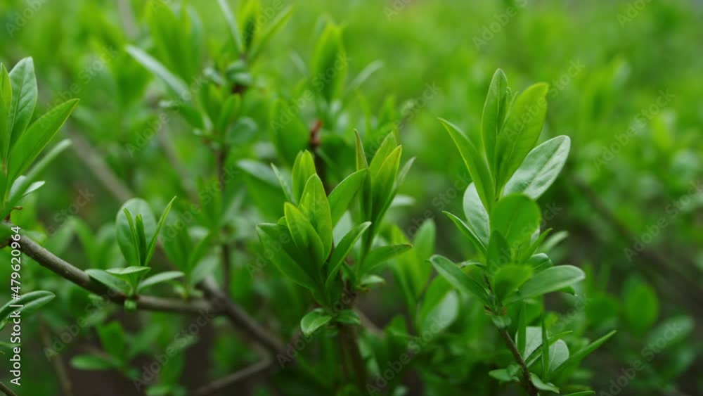 Branches of bush swaying of wind in green spring forest. Calm atmosphere. Branches of bush swaying of wind in green spring forest. Calm atmosphere.