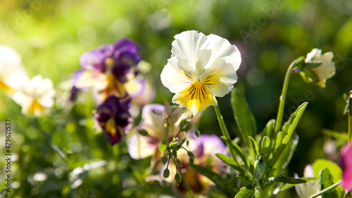 The garden pansy is a type of large-flowered hybrid plant cultivated as a garden flower.