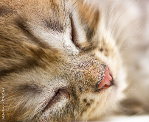Close up portrait of tabby sleeping cat