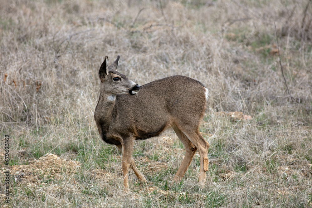 A Female Doe Mule Deers Browsing in the Californias Hills A Female Doe Mule Deers Browsing in the Californias Hills
